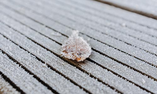 frosted over leaf